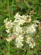 Filipendula vulgarisKnolspirea bestellen